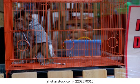 Jakarta - Indonesia, September 16,2022: A Monkey Wearing Clothes And Diapers With A Sad Expression Is In A Cage Waiting To Be Sold.  A Concept Of Animals Abuse And The Illegal Sale Of Wild Animals