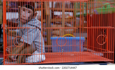 Jakarta - Indonesia, September 16,2022: A Monkey Wearing Clothes And Diapers With A Sad Expression Is In A Cage Waiting To Be Sold.  A Concept Of Animals Abuse And The Illegal Sale Of Wild Animals