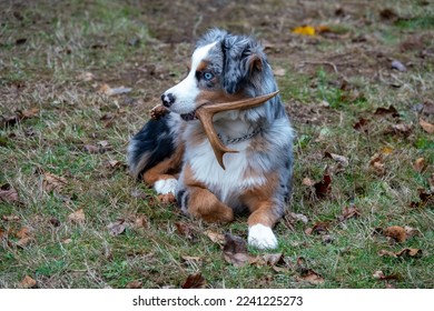Jake, the mini aussie puppy, has a prize antler that keeps him content for a short minute.
 - Shutterstock ID 2241225273