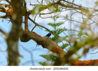 Jalak(Sturnidae) Are Perching On The Trees.

