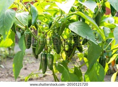 Jalapeno (capsicum annum) plant in a garden with many green jalapenos.