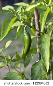 Jalapeno Chili Plant