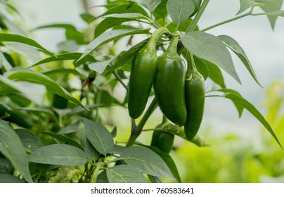 Jalapeno Hot Peppers On Plant