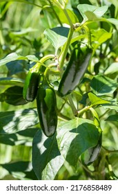 A Jalapeno Pepper Plant Full Of Green Peppers