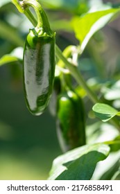 A Jalapeno Pepper Plant Full Of Green Peppers