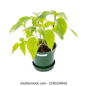 A Jalapeno Pepper Plant In A Small Green Plastic Pot Isolated On White