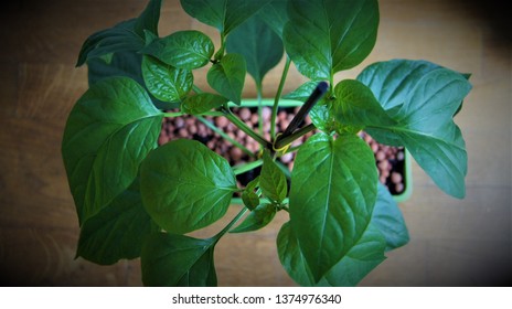 Jalapeno Plant Close Up