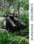 Jaluit atoll, Marshall Islands - Rusting anti-aircraft artillery