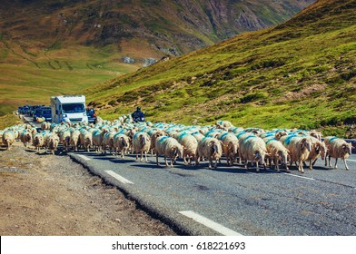 Jam on Alps mountains road. Sheeps walking on automobile road.
