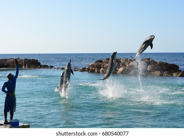 Jamaica: Dolphins And Trainer At Dolphin Cove