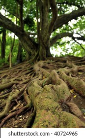 Jamaica Mahogany Tree