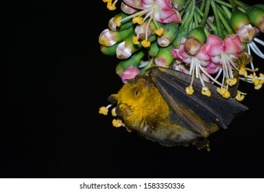 Jamaican Fruit Bat Cover In Pollen, Ceiba Tree Flowers 