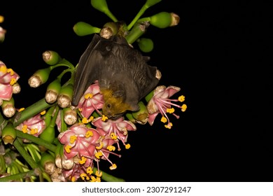 Jamaican fruit bat pollinating flowering tree