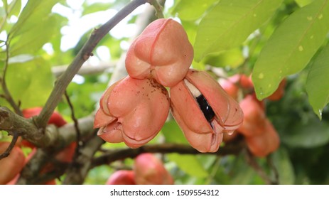 Jamaican National fruit, ackee hanging from a tree