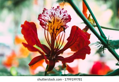 El árbol jamaiquino de Poinciana también Foto de stock 1799199781 |  Shutterstock