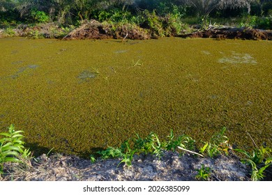 Jambi, Indonesia, August 11th, 2021 : 
Photo Of Canal In Peatland