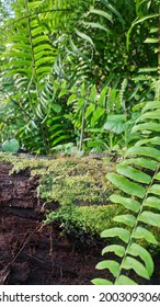 Jambi, Indonesia, July 3rd, 2021 : Natural Beauty In Peatland Oil Palm Plantation