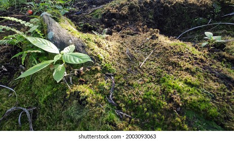 Jambi, Indonesia, July 3rd, 2021 : Natural Beauty In Peatland Oil Palm Plantation