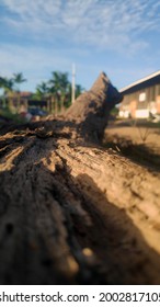 Jambi, Indonesia, July 4th, 2021 : Photos Of Environmental Conditions In Peatland Plantations In The Morning.