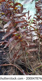 Jambi, Indonesia, June 28th, 2021 : Wild Dry Leaves On Peatland. 