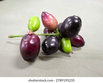 Jambolan plum, Java plum, jambul