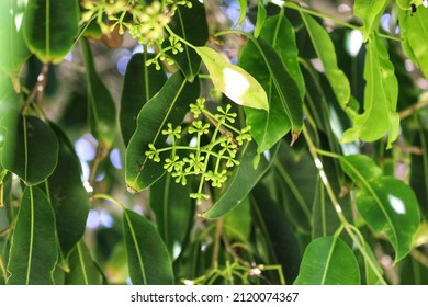 601 Jamun tree Images, Stock Photos & Vectors | Shutterstock