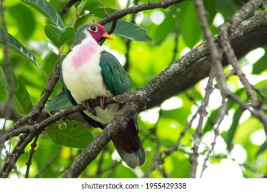 Jambu fruit dove (Ptilinopus jambu), 粉头果鸠