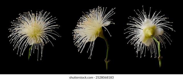 jambu or rose apple fruit tree flowers in different angles isolated black background, beautiful feathery white and light yellow fragrant blossom