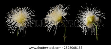 jambu or rose apple fruit tree flowers in different angles isolated black background, beautiful feathery white and light yellow fragrant blossom