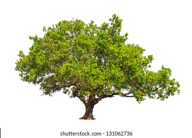 Java Plum Tree High Res Stock Images Shutterstock