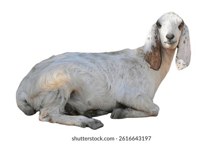 Jamnapari Goat (Capra aegagrus hircus) Isolated on White Background with Copy Text Space. PNG Livestock Element for Agricultural Posters, Farm Animal Themes, and Rural Lifestyle-Inspired Designs.