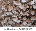 Jamur grigit called split gill(Schizophyllum commune) mushroom grow on a tree trunk