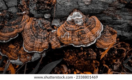Jamur Lingzhi, also known as Reishi Mushroom or Ganoderma lucidum, is a type of mushroom that has been used for its medicinal properties in traditional Chinese medicine for centuries. It is considered