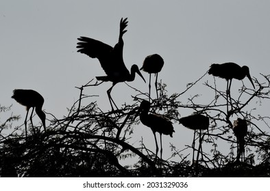  Jan. 11, 2017: Painted Stork Enjoying  At The Reopen Delhi Zoo After Three Months Closed Down Following The Deaths Of Several Birds Due To Bird Flu In New Delhi, India, On Wednesday,