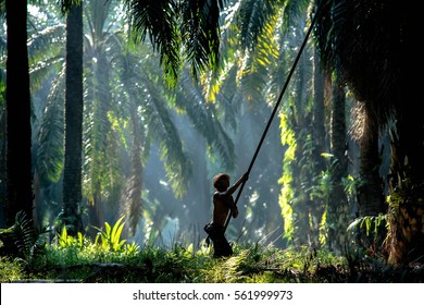 Jan 22, 2017, Kedah, Malaysia : Palm Oil Worker Harvesting Palm Oil