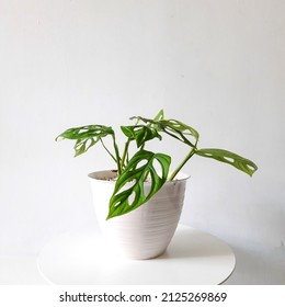 Janda Bolong Beautiful Mini Monstera