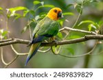 Jandaya Parakeet - Aratinga jandaya, small beautiful colored Neotropical parrot native to forests and wooded habitats in northeastern Brazil.