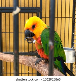 Jandaya Parakeet In A Cage
