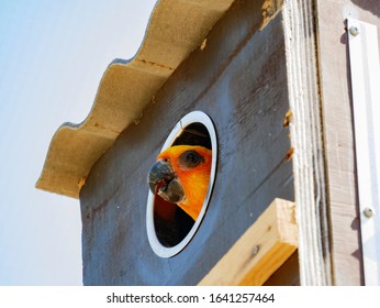 Jandaya Parakeet In Captivity. Headshot.