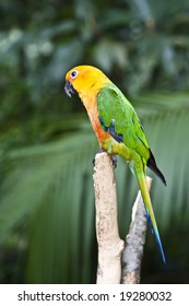 Jandaya Parakeet, Multi Colored Parrot In A Tree