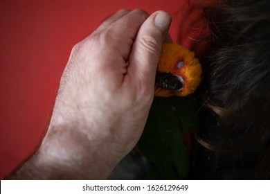 Jandaya Parakeet Parrot Cuddling With Owner