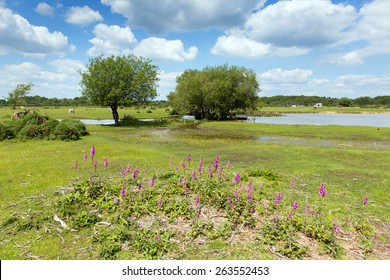 Janes Moor Lake New Forest Hampshire England UK Popular Tourist Location In Summer With Blue Sky