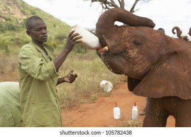 JANUARY 2005 - African Elephant Keeper Feeding Milk To Adopted Baby African Elephants At The David Sheldrick Wildlife Trust In Tsavo National Park, Kenya
