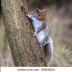 January 2017. Wicken Fen, Cambridgeshire, England, UK. A Grey Squirrel Climbing A Tree In The National Trust Nature Reserve