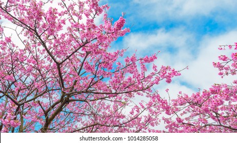 In January 2018 , Now cherry blossom full bloom in spring season at taiwan