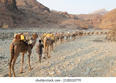 January 2018-Caravan Of Camels, Wadi Saba Canyons, Danakil Depression, Afar, Ethiopia