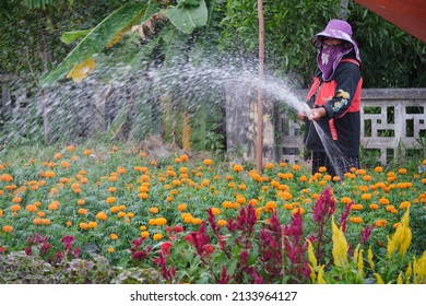 January 30, 2022, Ho Chi Minh City, Vietnam, a farmer woman takes care of flowers to prepare for sale on the occasion of the Vietnamese lunar new year