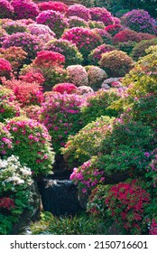 Japan, Azalea Garden In Early Summer