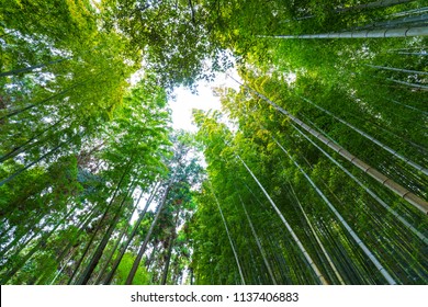 japan bamboo forest landscape
