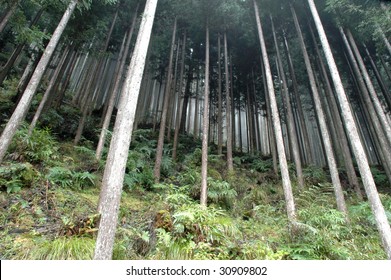 21,678 Japan pine forest Images, Stock Photos & Vectors | Shutterstock